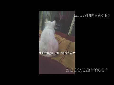 Mi gato bailando Hey babygril ;---;