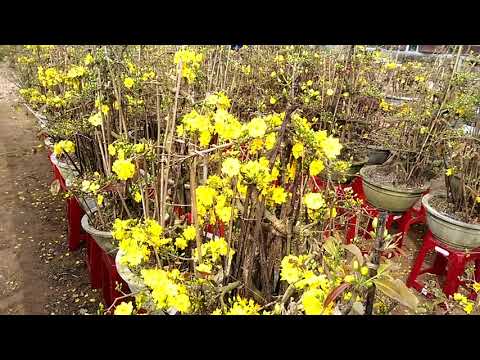 Mai nở sớm đẹp quá - Cay Canh Binh Dinh