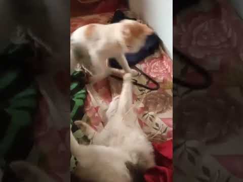 #bangalore #youtubeshorts #india #cat 2#