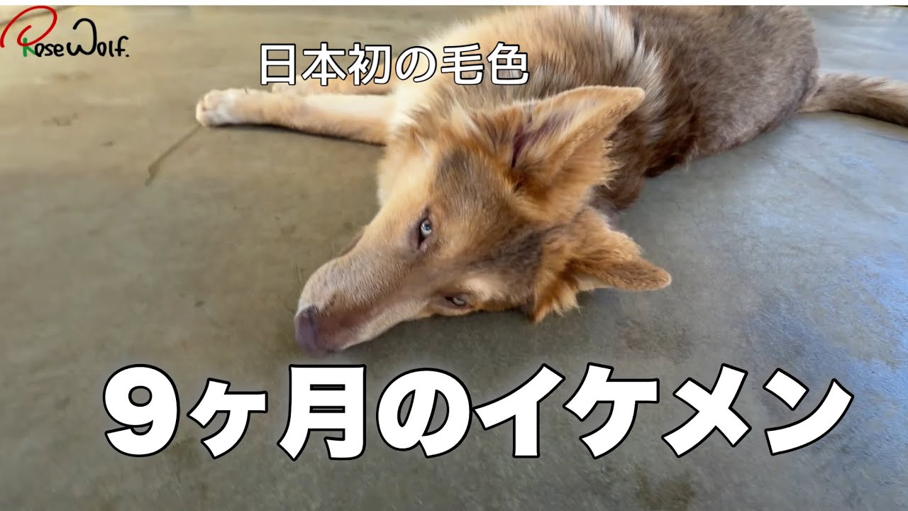 生後9ヶ月のムスペルは物腰の柔らかさが天下一品なので見てほしい