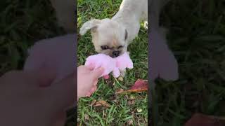 Video preview image #1 Shih Tzu Puppy For Sale in Weston, FL, USA