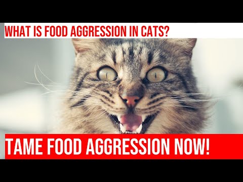 Tackling Food Aggression in Cats: Understanding & Managing