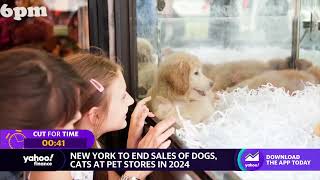 New York to end sale of cats, dogs, rabbits at pet stores