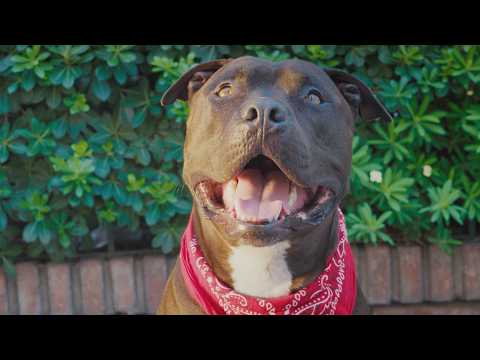 Vidas Pasadas - Joaquín Novoa