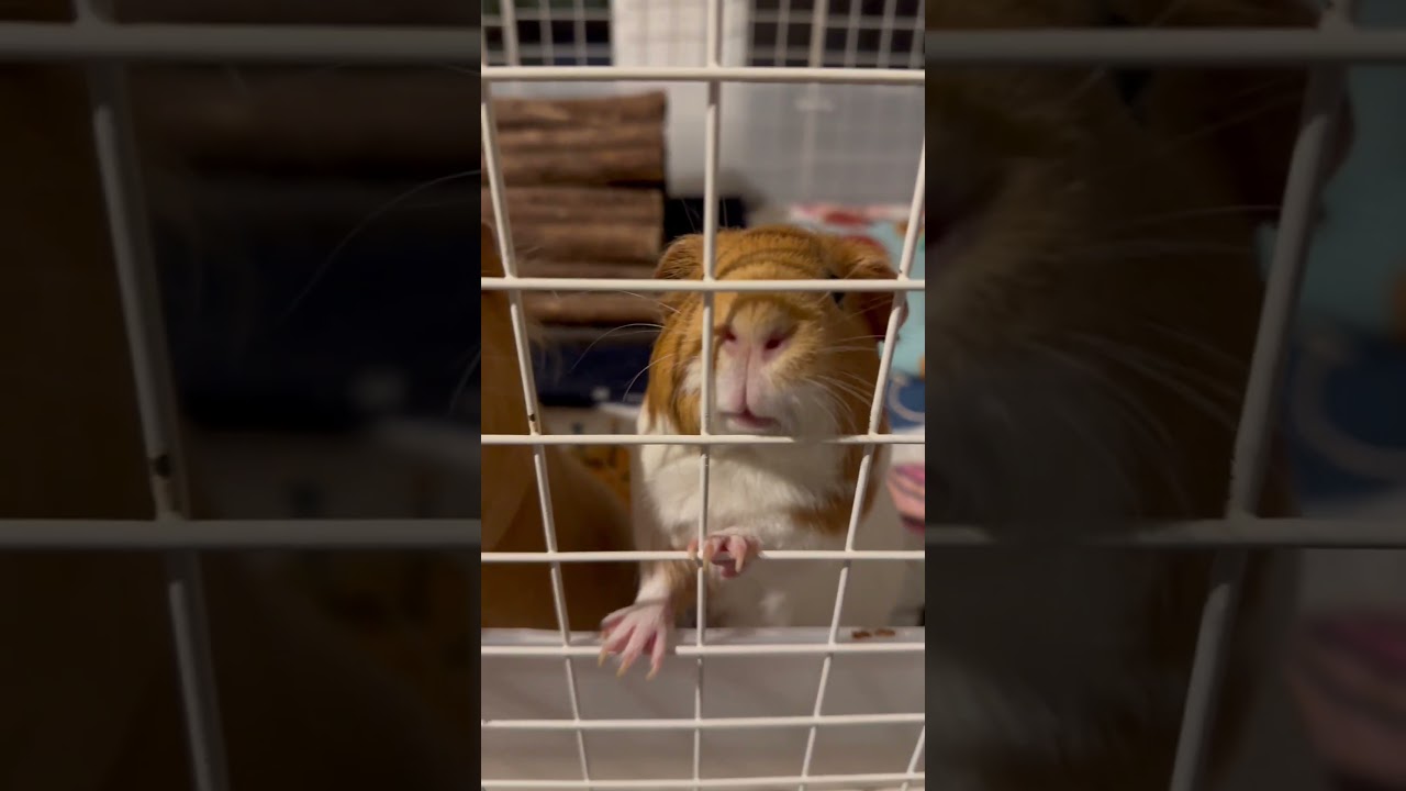 Enlarge Mini (bonded to Gini), a ADOPTABLE mixed breed in Hamilton, ON video 4/4