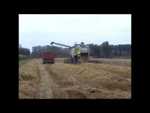 Van Ryckegem W.: Maaidorsen.