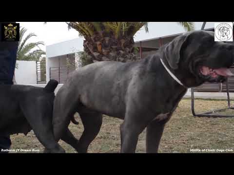 Accouplement Cane Corso