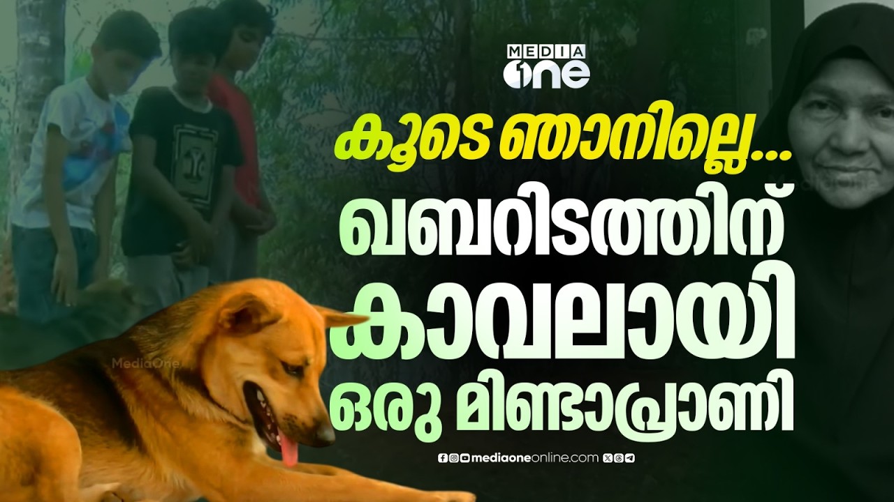 Faithful Stray Dog Visits Owner’s Grave Every Day Faithful Stray Dog Visits Owner’s Grave Every Day