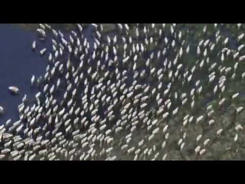 Neverovatno🦌 Selidba losova | The Moose removal