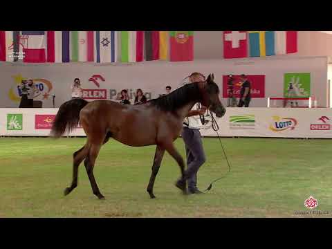N 67 PRIMO KL   2020 PRIDE OF POLAND   42nd Arabian Horse National Show   Yearling Colts Class 4A