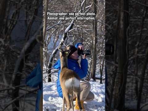Wild Animals Meeting Photographers 📷#wildlife #funnyanimals #photographer #animallife #animals