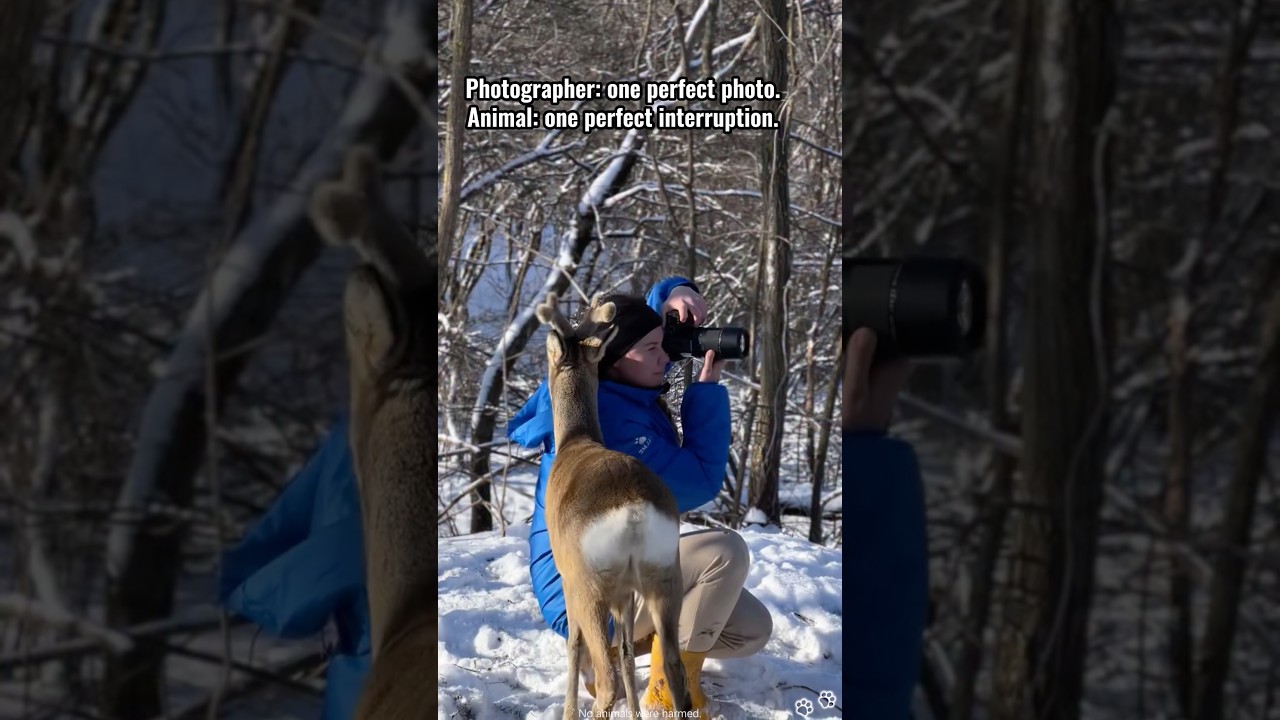 Wild Animals Meeting Photographers 📷#wildlife #funnyanimals #photographer #animallife #animals