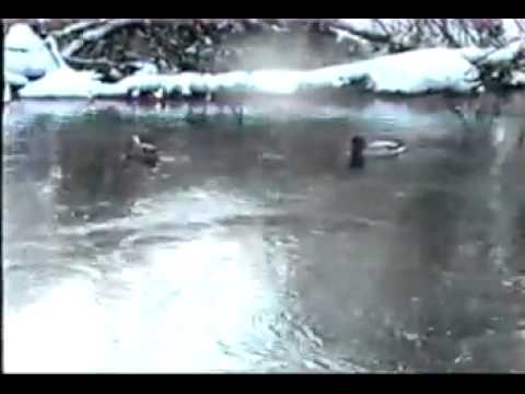 Bewildered Wilderness Music Video