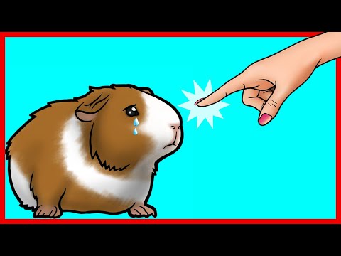 YouTube video about: How many toes does a guinea pig have?