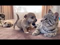 Funny Cat Reaction To Puppies Kitty Sees Them For The First Time