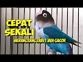 Lovebird Fighter Ngekek Panjang Cepat SEKALI MERANGSANG LABET APAPUN JADI GACOR CEPAT NGEKEK