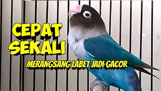 Download lagu Lovebird Fighter Ngekek Panjang, Cepat SEKALI MERANGSANG LABET APAPUN JADI GACOR CEPAT NGEKEK mp3