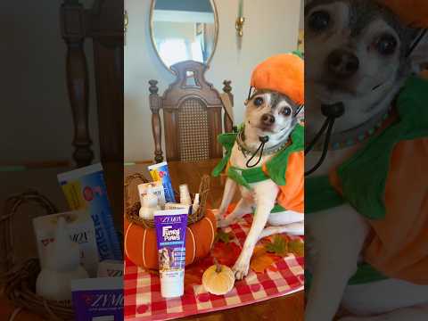 Trick or Treat, smell my feet.. if you dare. #zymox #funkypaws