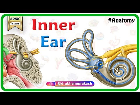 Inner Ear Anatomy Animation: Cochlear component, Vestibular component, Semi-circular component USMLE