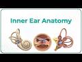 Inner Ear Anatomy Animation Cochlear Component Vestibular Component Semi Circular Component USMLE