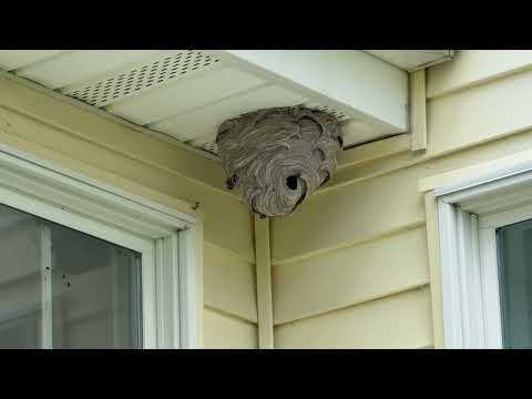 Just an Active Bald-Faced Hornet Nest by the Window in Lakehurst, NJ