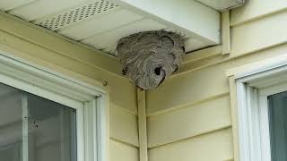 Watch video: Just an Active Bald-Faced Hornet Nest by the...