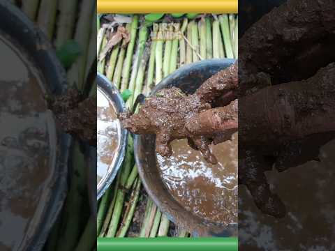 Clean the dirty green dino🦖🚿 #oddlysatisfying #dirtyhands #jurassicworld  #shorts