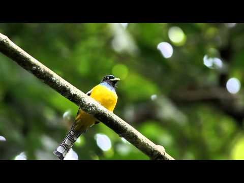 Black-throated Trogon 