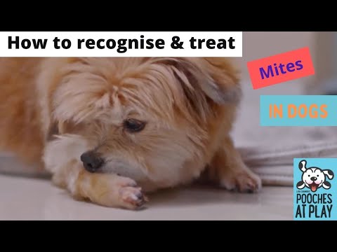 How to recognise and treat mites in dogs