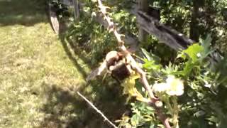 Bees on Blackberry blossoms