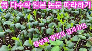 서리태콩 다수확 위한 삽목 결과및 삽목방법~~ 서리테 약콩 쥐눈이콩,메주콩 콩심는시기,콩심는방법 귀농귀촌 전…