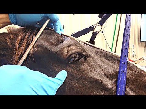 How to do maxillary block on a horse