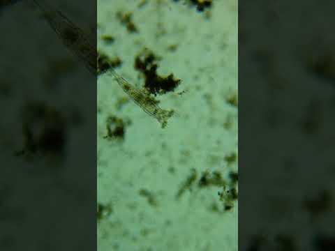 rotifer parazitái