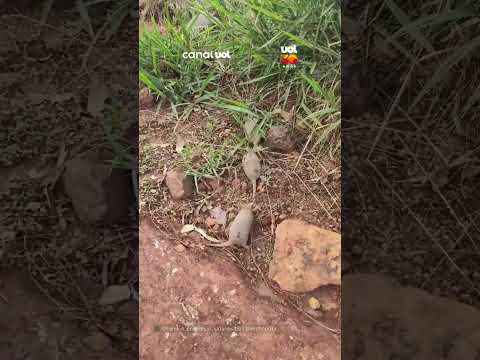 Surpresa no caminho! Mulher registra tatu acompanhada de seis filhotes na roça