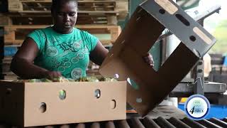 EXPORT SAINT LUCIA TO DISTRIBUTE MORE BANANA BOXES AS SHORTAGE PERSISTS