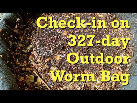 A quick check-in & feeding of the 327-day outdoor worm bag - vermicomposting