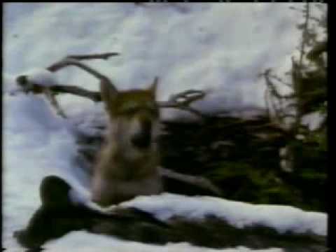 Tráiler Colmillo blanco [WEB-DL] 1991