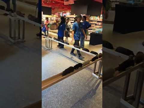 Guinea Pig Bridge Show