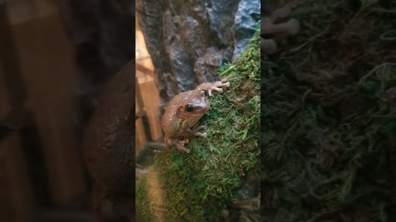 MOST CUTE FROG AGAIN