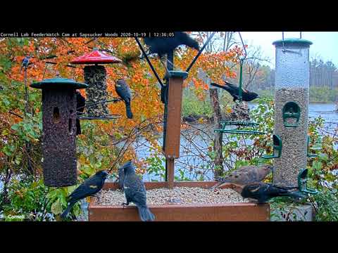 Flock Of Red-winged Blackbirds Pass Through Cornell Feeders – Oct. 19, 2020