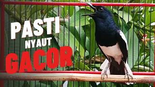 Download lagu SUARA PANCINGAN KACER NGEPLONG INI AMPUH BIKIN KACER BAHAN LANGSUNG NYAUT ! mp3 Download lagu SUARA PANCINGAN KACER NGEPLONG INI AMPUH BIKIN KACER BAHAN LANGSUNG NYAUT ! mp3