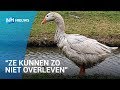 Meer dan 30 vogels besmeurd met frituurvet