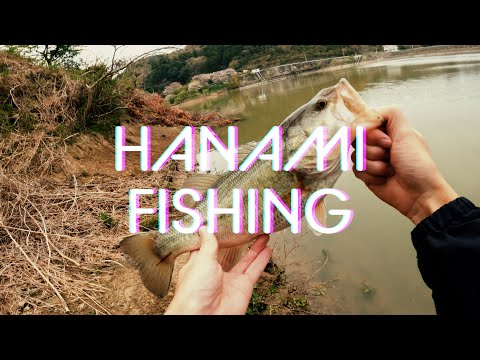 桜の季節が来たということはバスも釣れる [バス釣り] [Vlog] [4K]