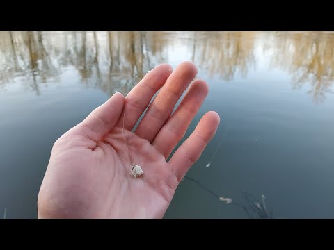 Pecanje skobalja na plovak,   *(PRVI PUT PECAM NA FRANCUSKI HLEB)