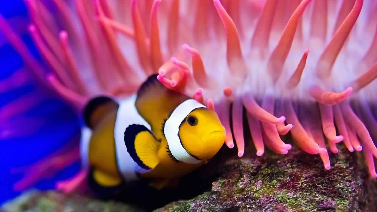 Nature Documentaire Francais L'incroyable Vie Des Poissons►à l'intérieur de leurs palais de corail