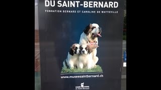 preview picture of video 'Les nouveaux chiots du musée du Saint-Bernard'