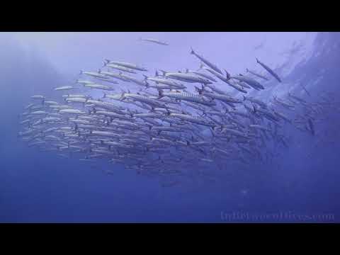 Sphyraena sphyraena