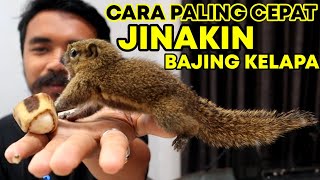 Download lagu CARA JINAKIN TUPAI BAJING KELAPA DARI KECIL BIAR NURUT mp3