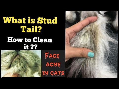 HOW TO CLEAN CAT'S OILY TAIL & FACE ACNE / How To Remove Blackheads From Your Cats Chin /Tail Gland