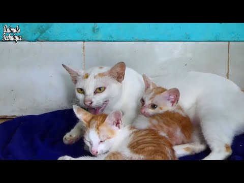 Mother cat hisses to me to protect her kittens